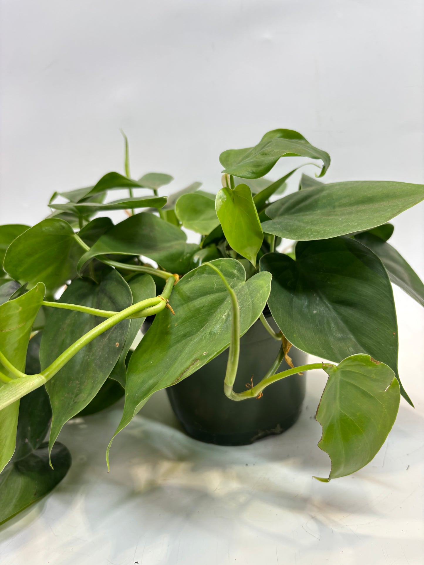 6 in. Philodendron Cordatum 'Lemon Lime' (Manatee)