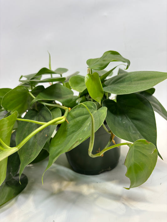6 in. Philodendron Cordatum 'Lemon Lime' (Manatee)