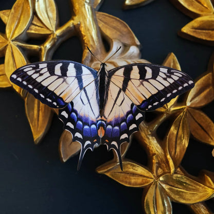 "East Coast" 3 Piece Butterfly set