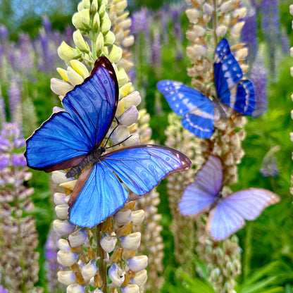 Reverie Morpho Butterfly Collection - 3 Piece Set