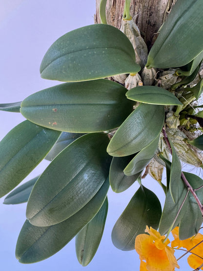 Dendrobium Sp. Aggregatum