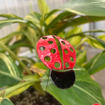 Copper Enamel Ladybug