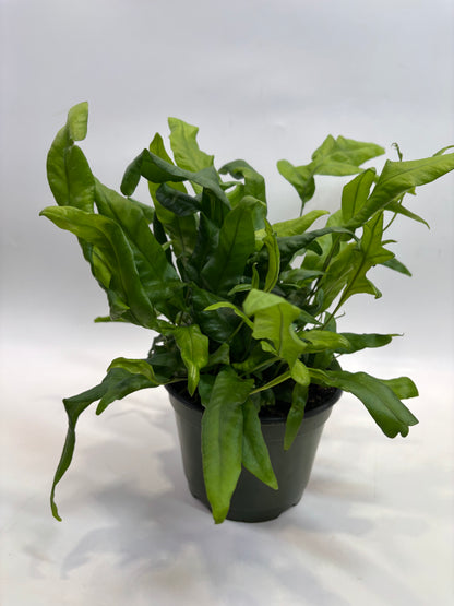 6 in. Hawaiian Dwarf Fern