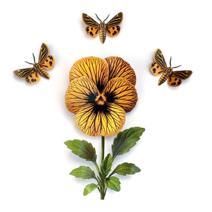 Little Virgin Tiger Moth & Tiger Eye Viola Collection - 4 Piece Set