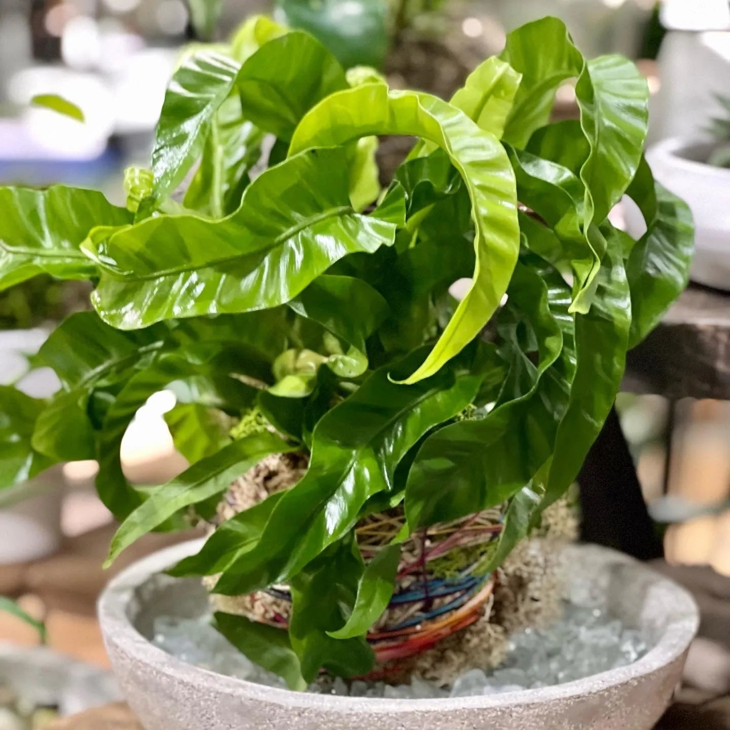 Kokedama 101 Workshop
