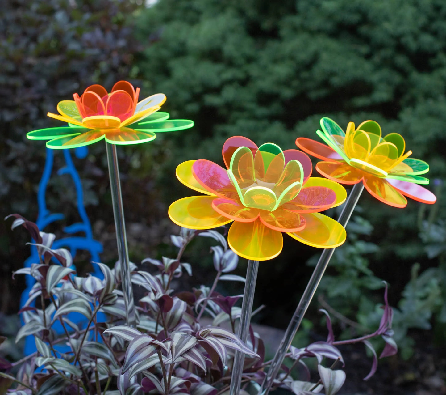 Mother's Day garden gift - Wanda Lotus
