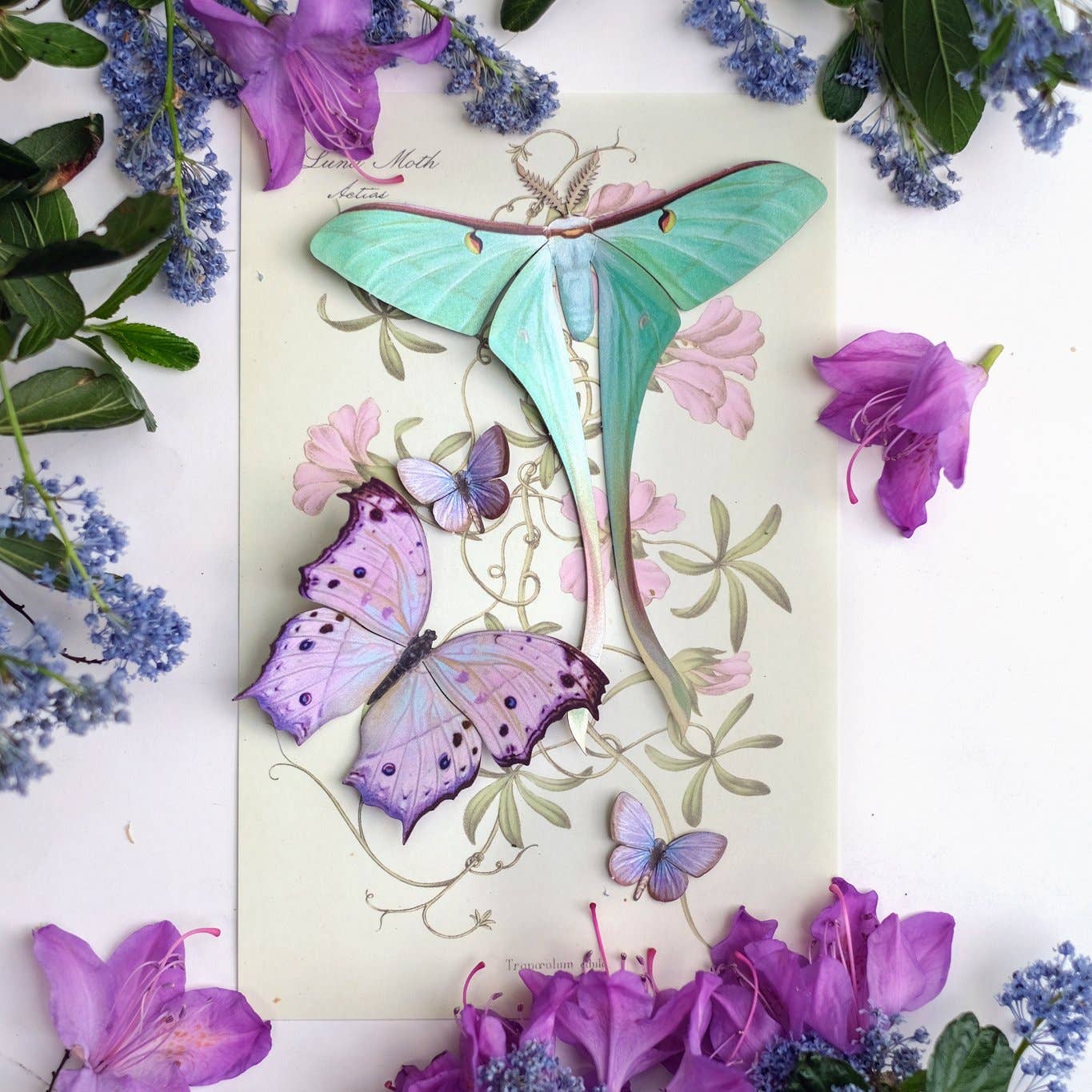 Hyacinth Moth & Butterfly Collection - 4 Piece Set