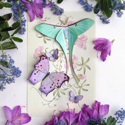 Hyacinth Moth & Butterfly Collection - 4 Piece Set