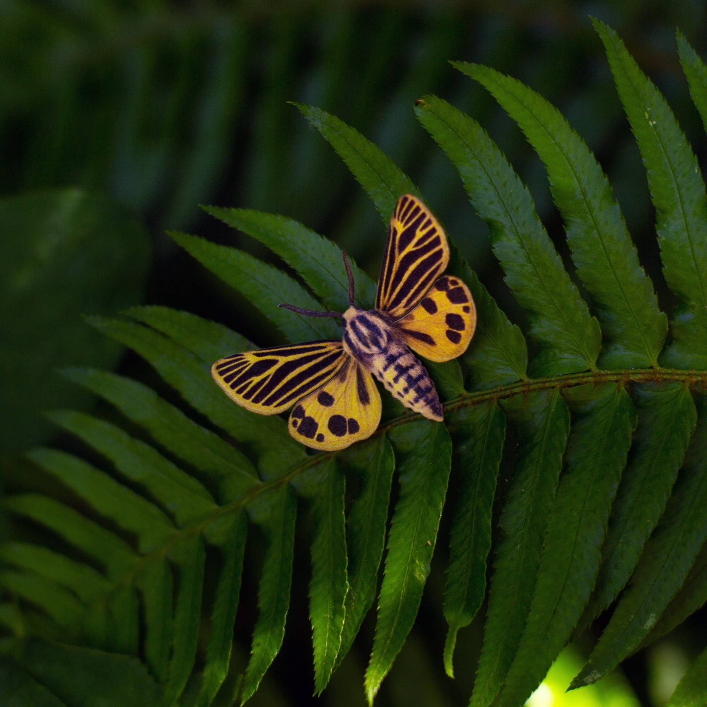 Little Virgin Tiger Moth & Tiger Eye Viola Collection - 4 Piece Set