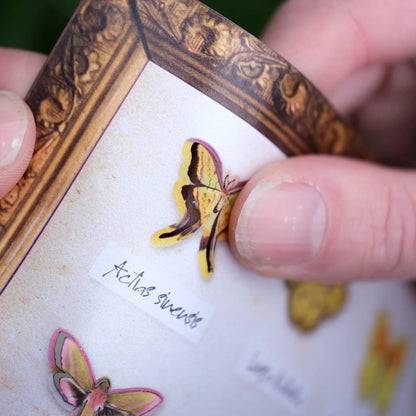 ’Utopia' Micro Moth & Butterfly Collection