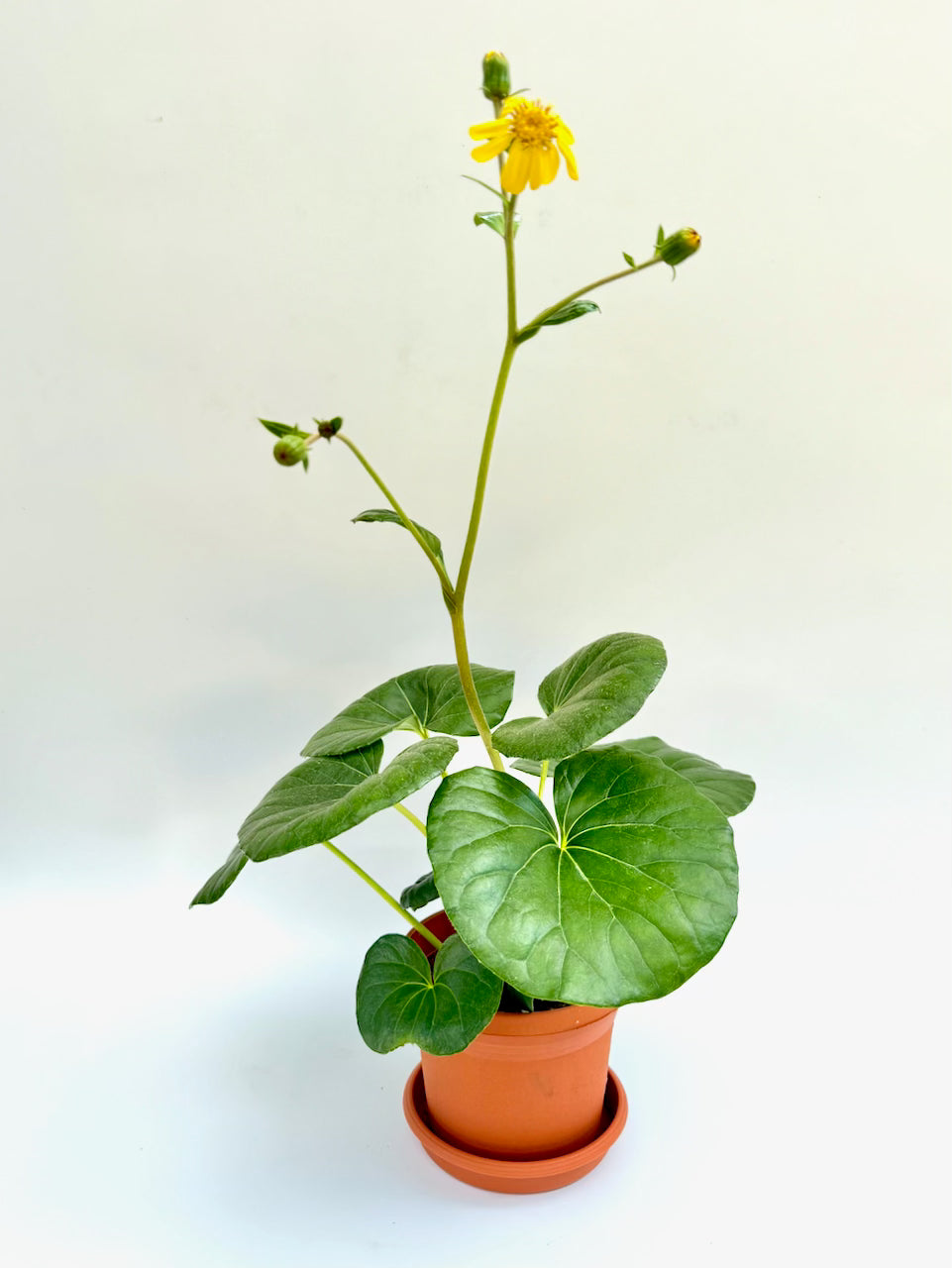 Farfugium japonicum 'Tractor Seat' with large round leaves and yellow flower in 6-inch terracotta pot