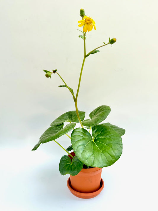 Farfugium japonicum 'Tractor Seat' with large round leaves and yellow flower in 6-inch terracotta pot