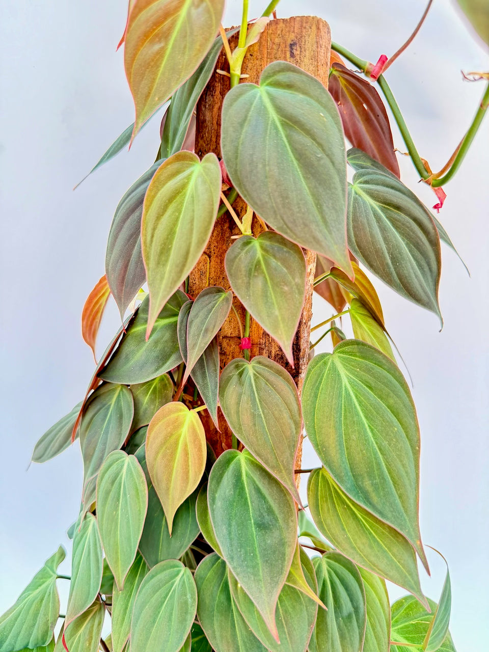 Philodendron micans climbing a natural totem pole, showing velvety heart-shaped green leaves