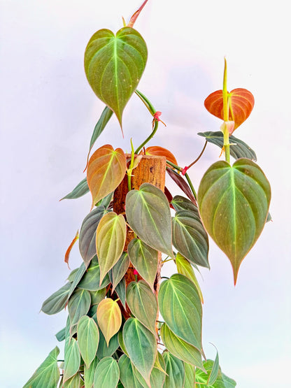 philodendron micans red velvet 6 Inch Philodendron Micans on Totem Pole – Bloom Garden Shop