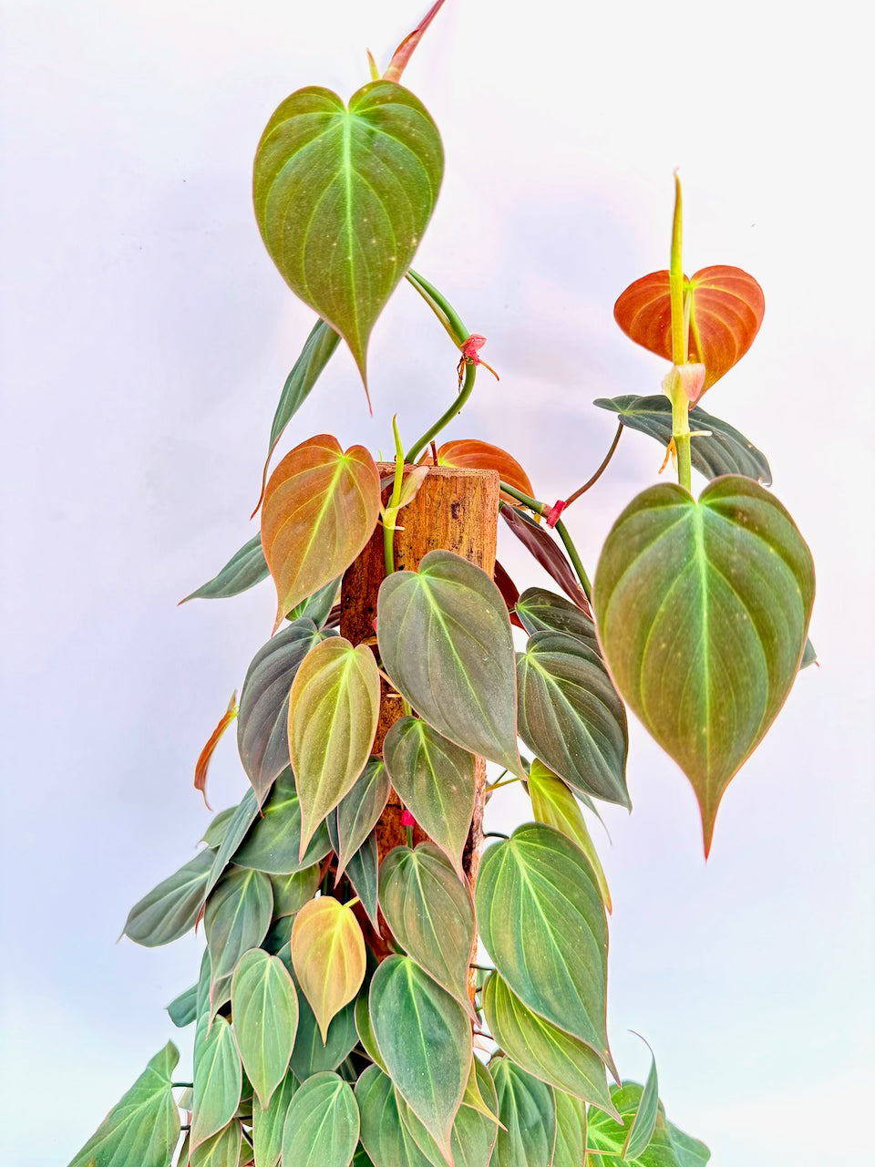 Philodendron micans with heart-shaped velvety leaves climbing a totem pole