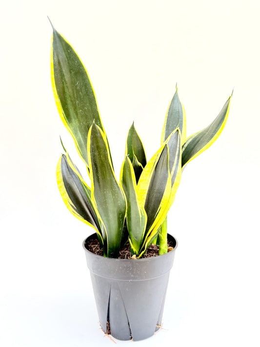6 in. Sansevieria Superba Gold