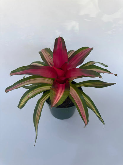 6" Neo Bromeliad