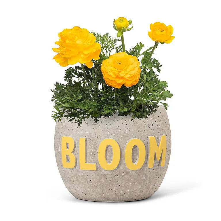 Bloom! Pot