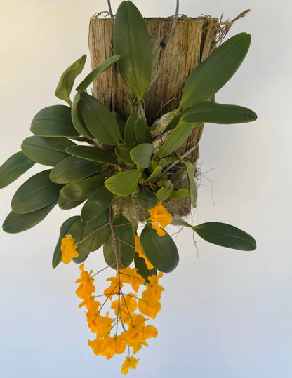 Dendrobium Sp. Aggregatum