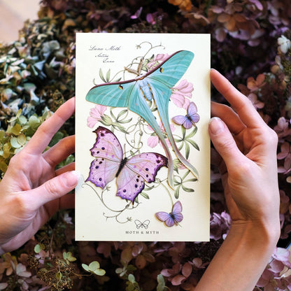 Hyacinth Moth & Butterfly Collection - 4 Piece Set