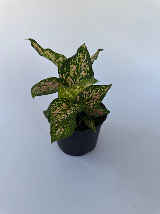 6" Aglaonema Wishes