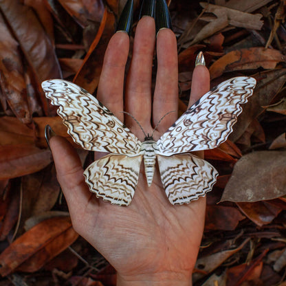 Halloween 'Witch' Paper Moth Set