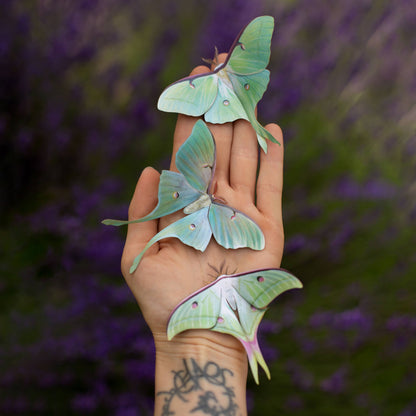 Moonwake Luna Moth Collection - 3 Piece Set