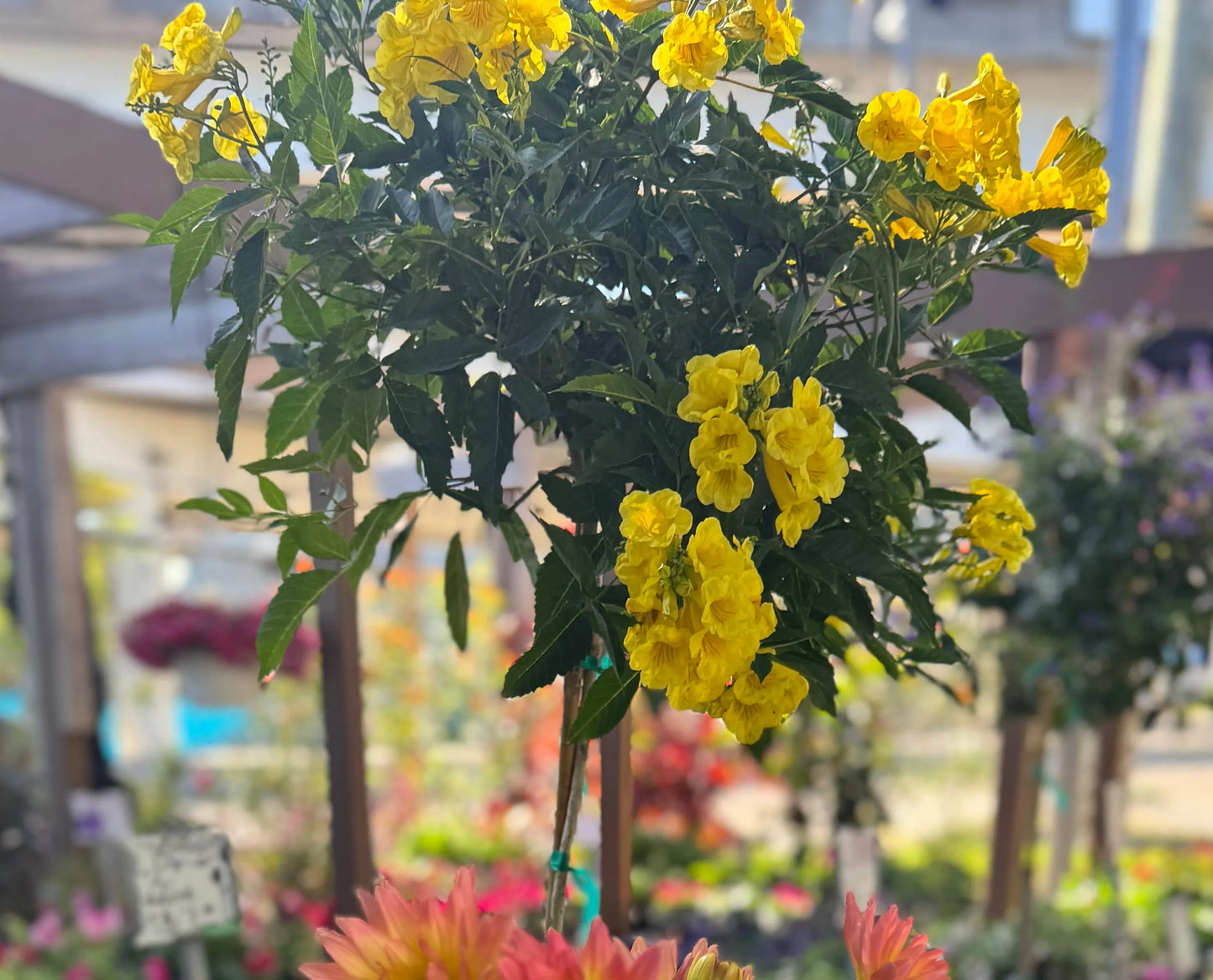 10" Esperenza Standard ‘Yellow Bells’