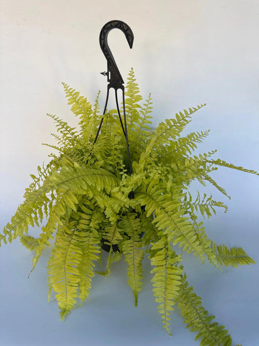 8" Rita's Gold Fern Hanging Basket