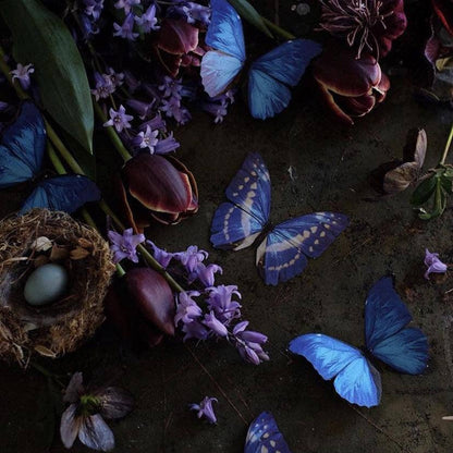 Morphos & Monarch Butterfly Collection - 5 Piece Set