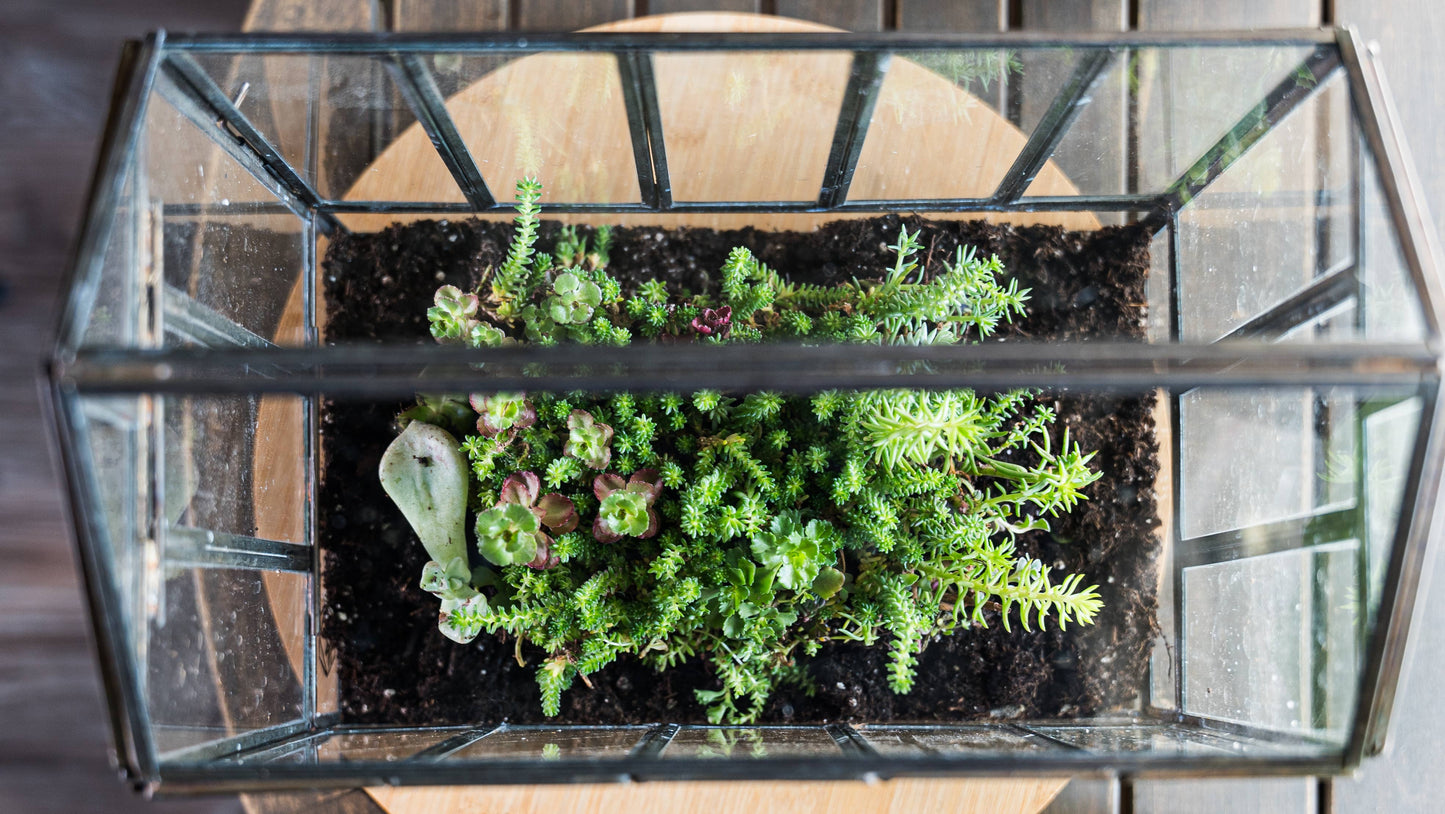 Greenhouse Glass and Metal Terrarium Bronze 10 x 7 x 10