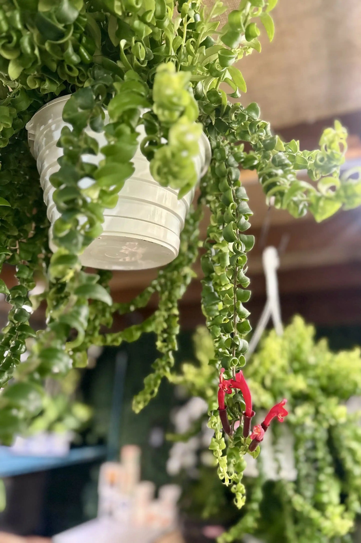8 in. Aeschynanthus sp. Lipstick Var. Lobbianus HB