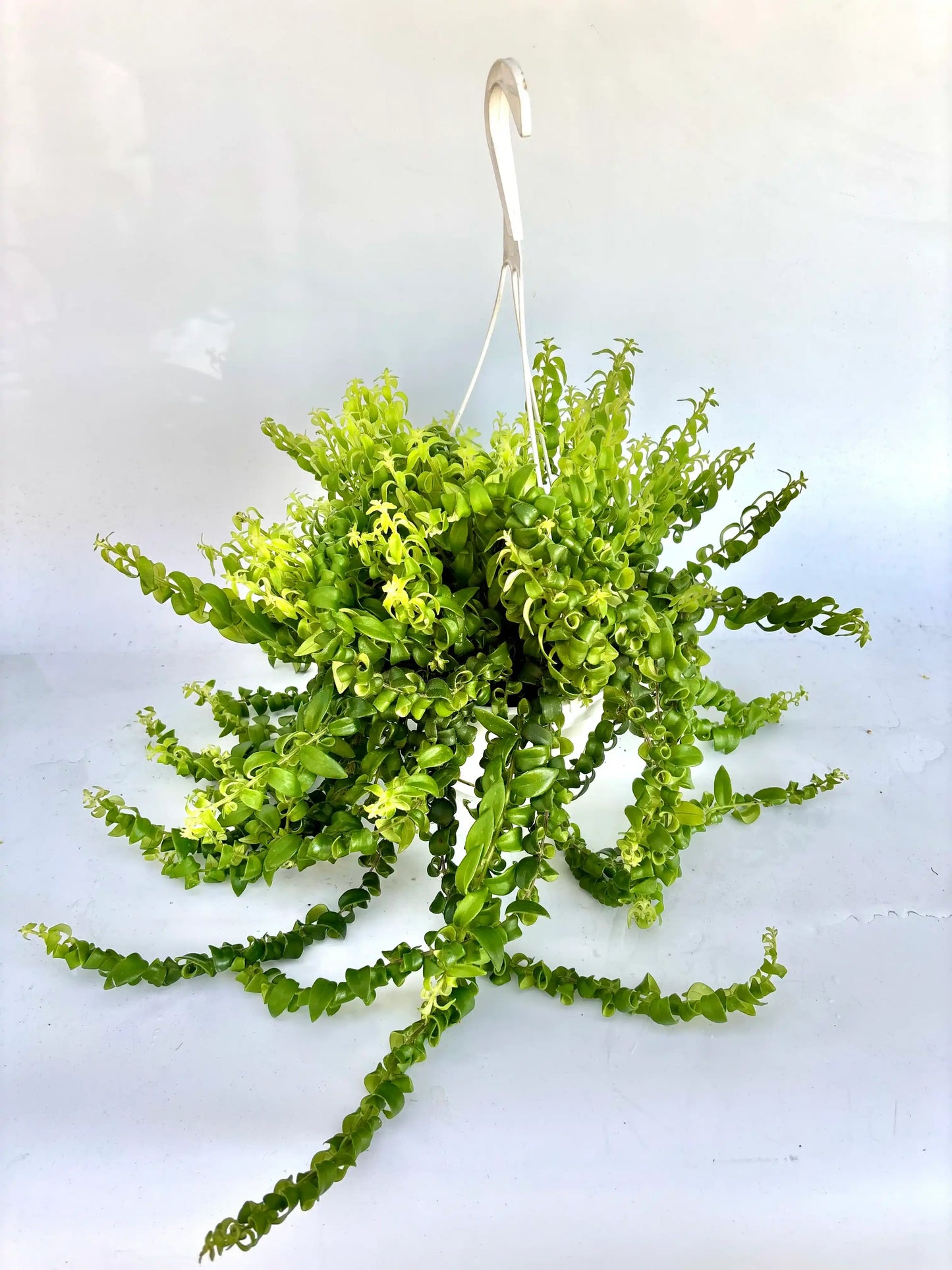 8 in. Aeschynanthus sp. Lipstick Var. Lobbianus HB
