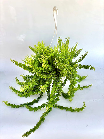 8 in. Aeschynanthus sp. Lipstick Var. Lobbianus HB