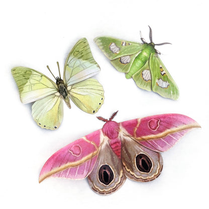 Limelight Moth Collection - 3 Piece Set