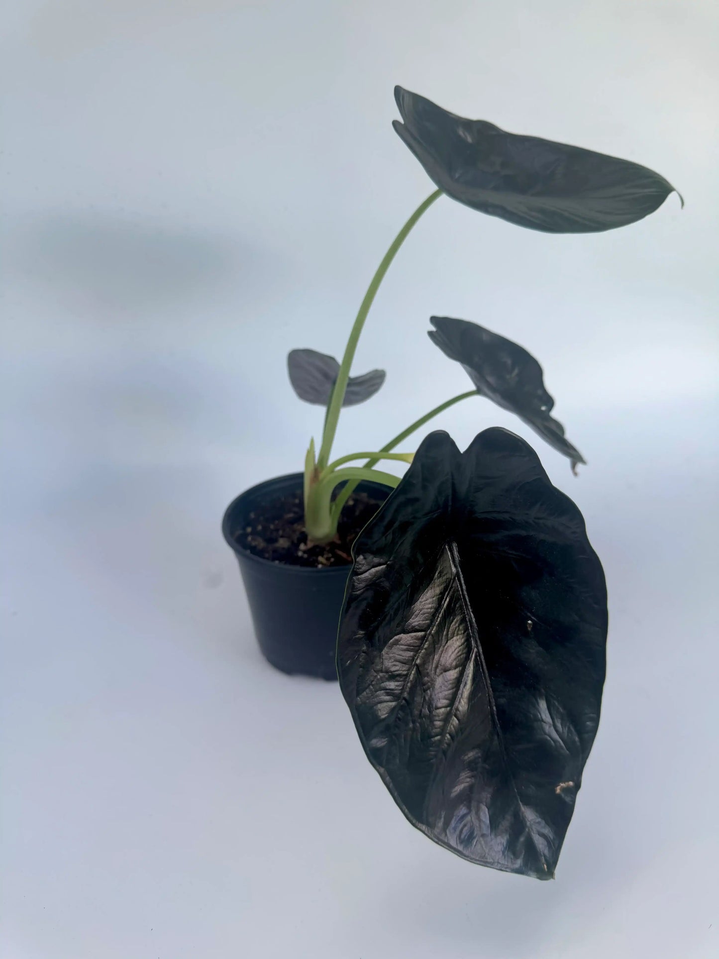6" Alocasia Green Unicorn