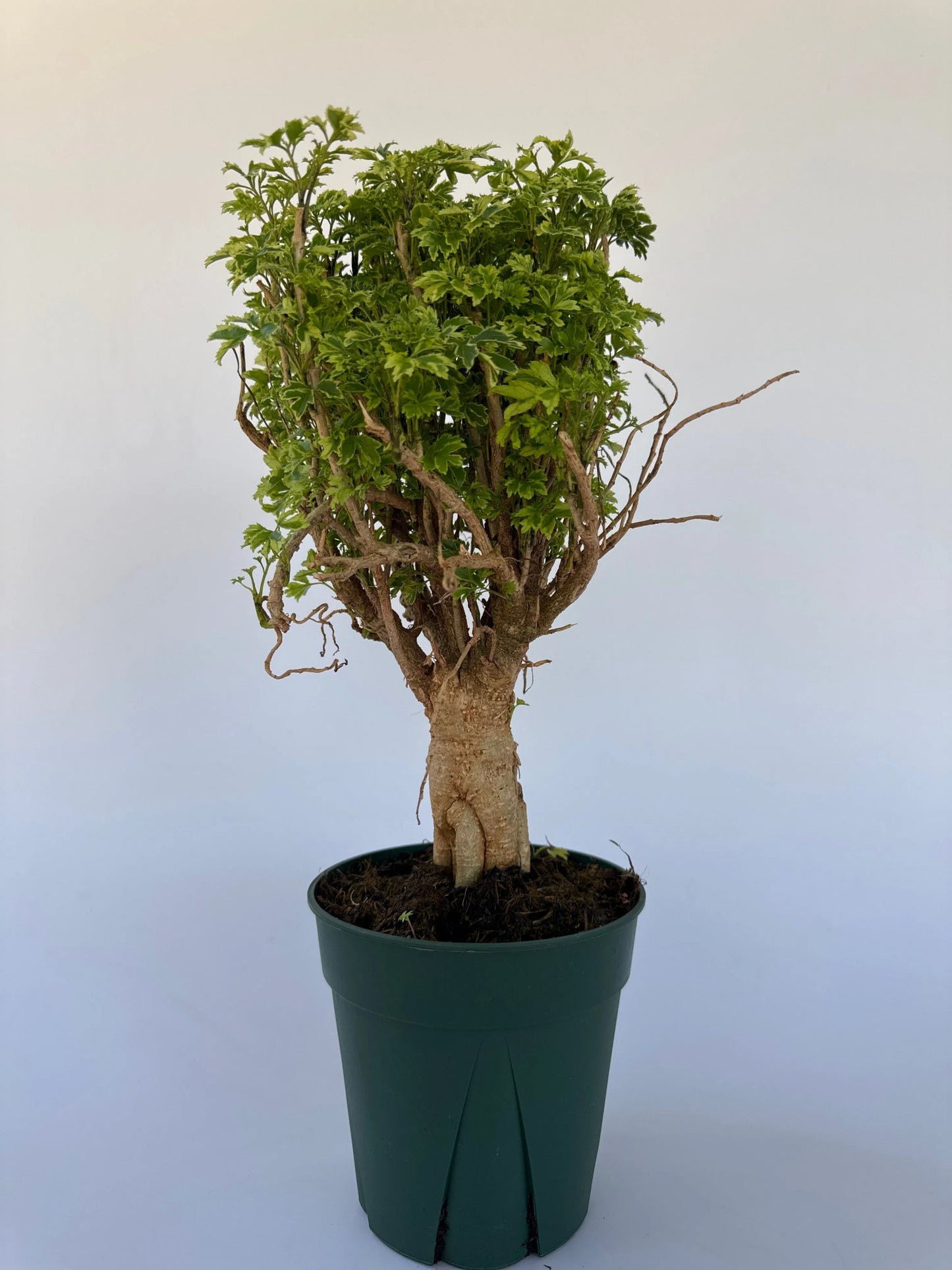 aralia bonsai tree 6" Aralia Ming Bonsai – Bloom Garden Shop