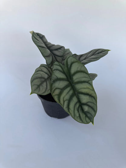 6 in. Alocasia 'Silver Dragon'