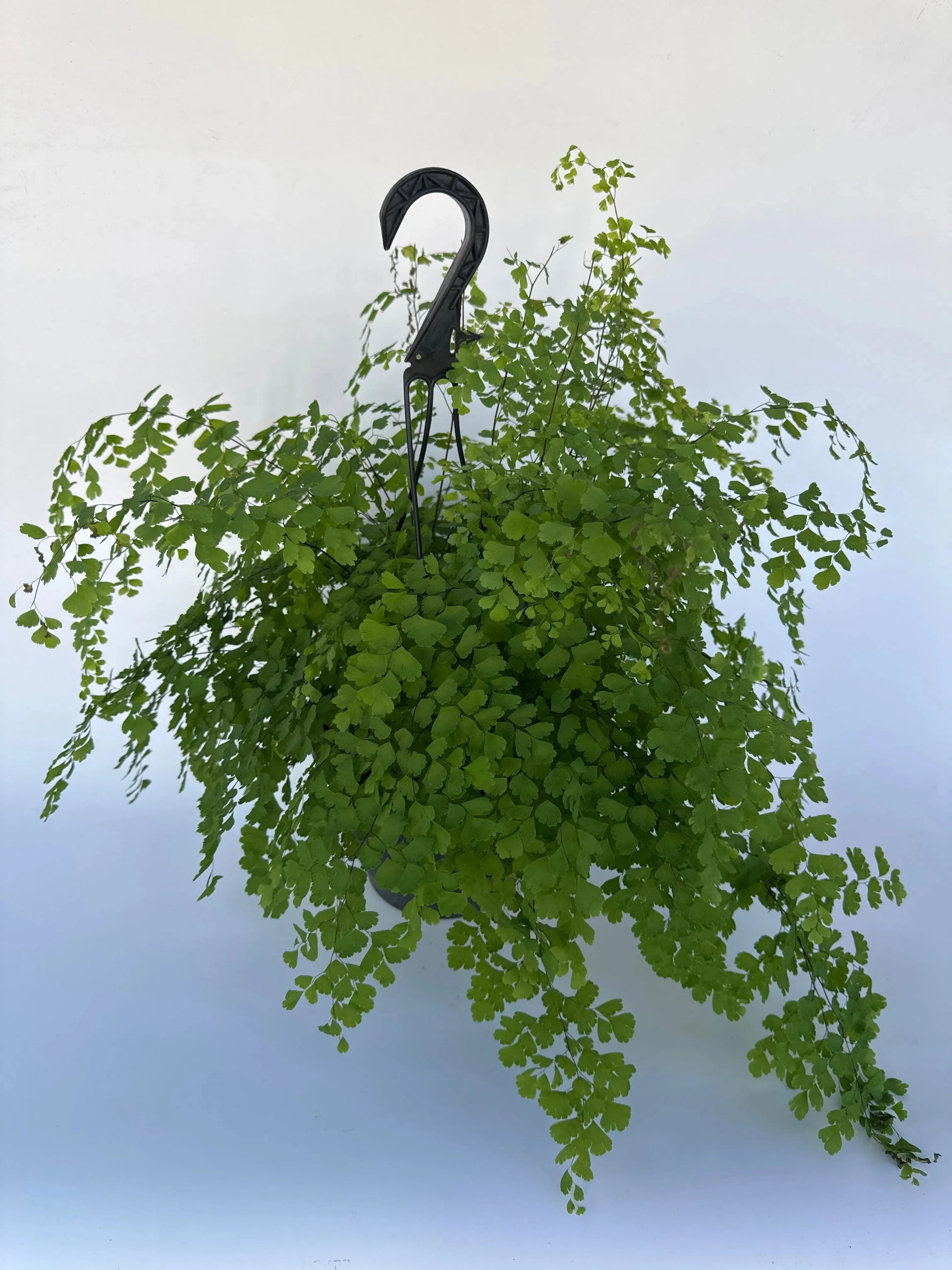 maidenhair fern hanging plant 8 in. Maidenhair Fern HB (CFF) – Bloom Garden Shop