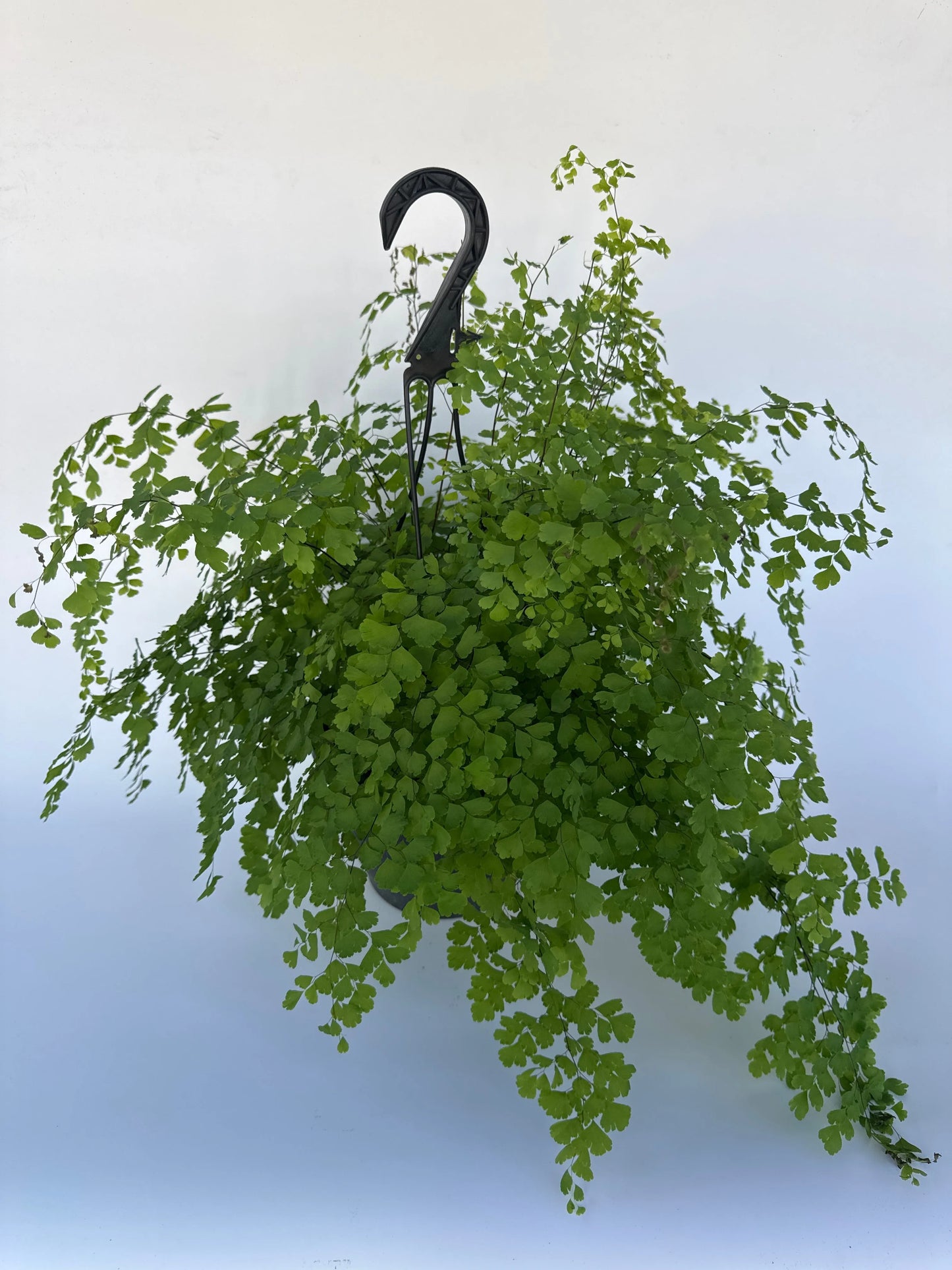 8" Fragrans Maidenhair Fern Hanging Basket