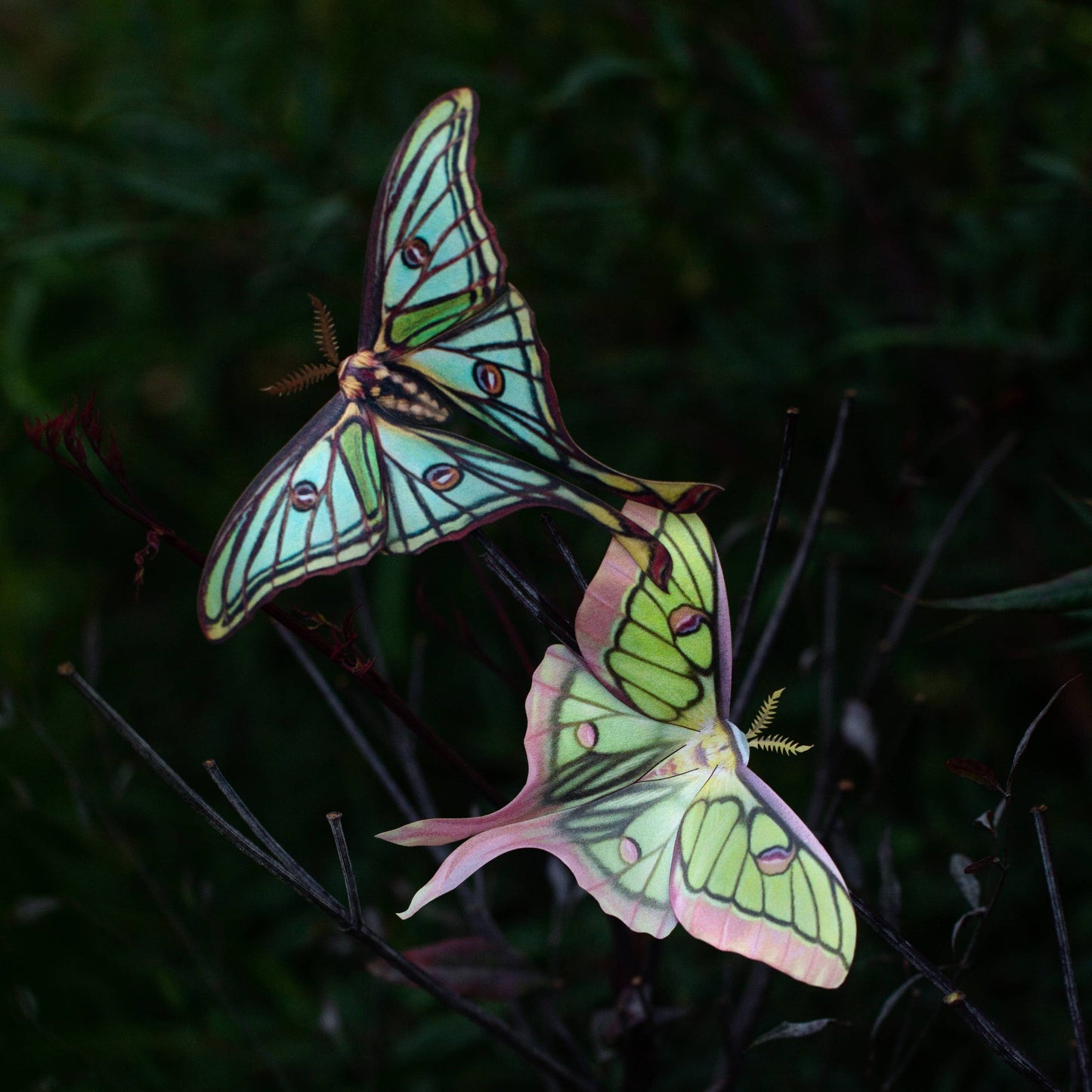 Moonborn Luna Moth Collection - 3 Piece Set