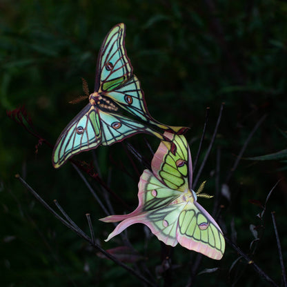 Moonborn Luna Moth Collection - 3 Piece Set