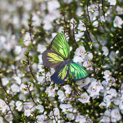 'Malachite' Butterfly 3 piece Set