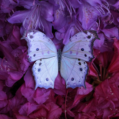 Hyacinth Moth & Butterfly Collection - 4 Piece Set