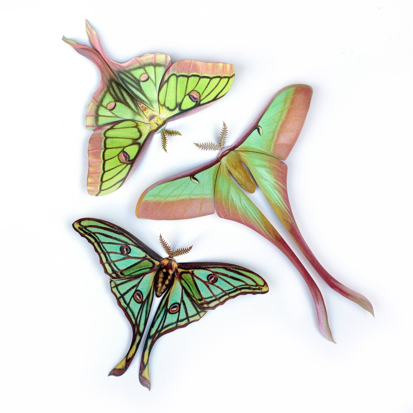 Moonborn Luna Moth Collection - 3 Piece Set