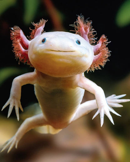 Axolotl Thanks Letterpress Thank You Greeting Card