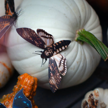 Halloween 'Owl' Moth Set
