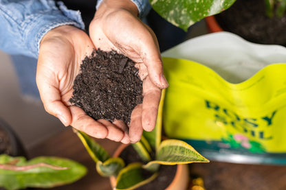 2 qt Plant Food