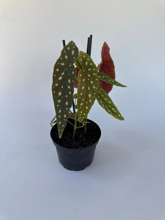6" Begonia Maculata Varigata