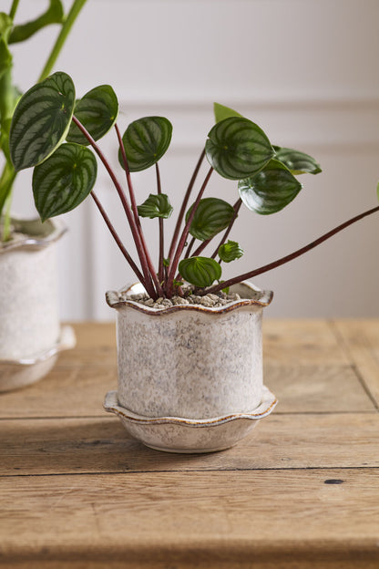 Aurina Pot with Saucer